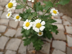 Tanacetum parthenium
