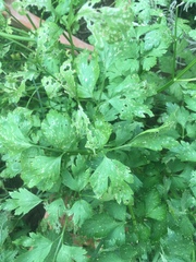 Petroselinum crispum