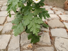 Tanacetum parthenium