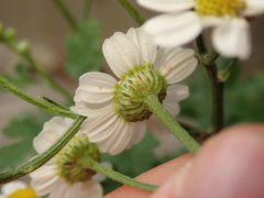 Tanacetum parthenium