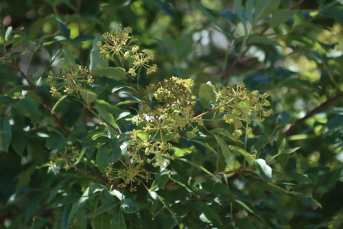 Image of Heteromorpha arborescens by (c) Tony Rebelo, some rights reserved (CC BY-SA)