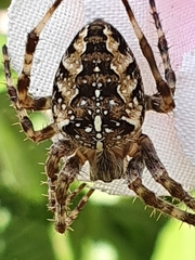 Araneus diadematus