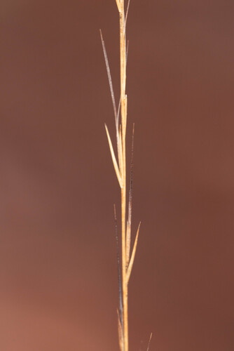Mohr's threeawn (Aristida mohrii)