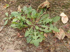 Taraxacum officinale
