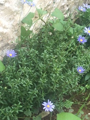 Asteraceae