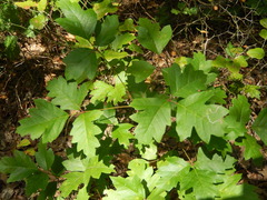 Toxicodendron radicans verrucosum