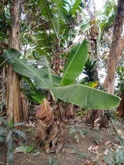 Musa