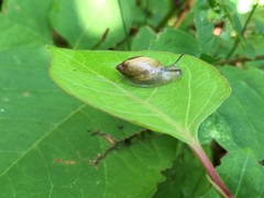 Oxyloma retusum