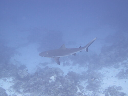Grey reef shark