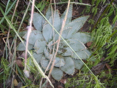 Aloe peglerae