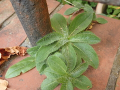 Cichorieae