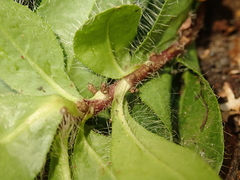 Cichorieae