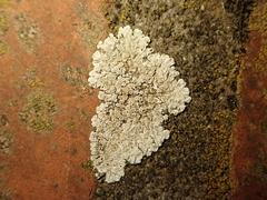 Protoparmeliopsis muralis