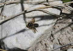 Megachile frigida