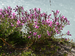 Chamaenerion fleischeri