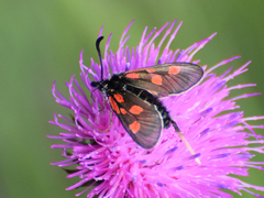 Zygaena exulans