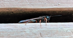 Sirex abietinus