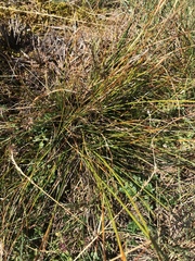 Carex myosuroides