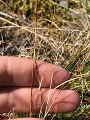 Carex myosuroides
