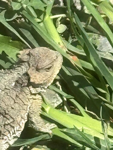 iNaturalist observation 2025-05-09