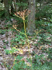 Physospermum cornubiense