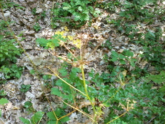 Physospermum cornubiense