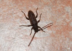 Trichoferus griseus