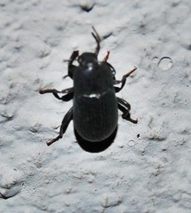 Pedinus quadratus