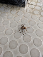 Kukulcania hibernalis