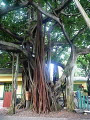 Ficus