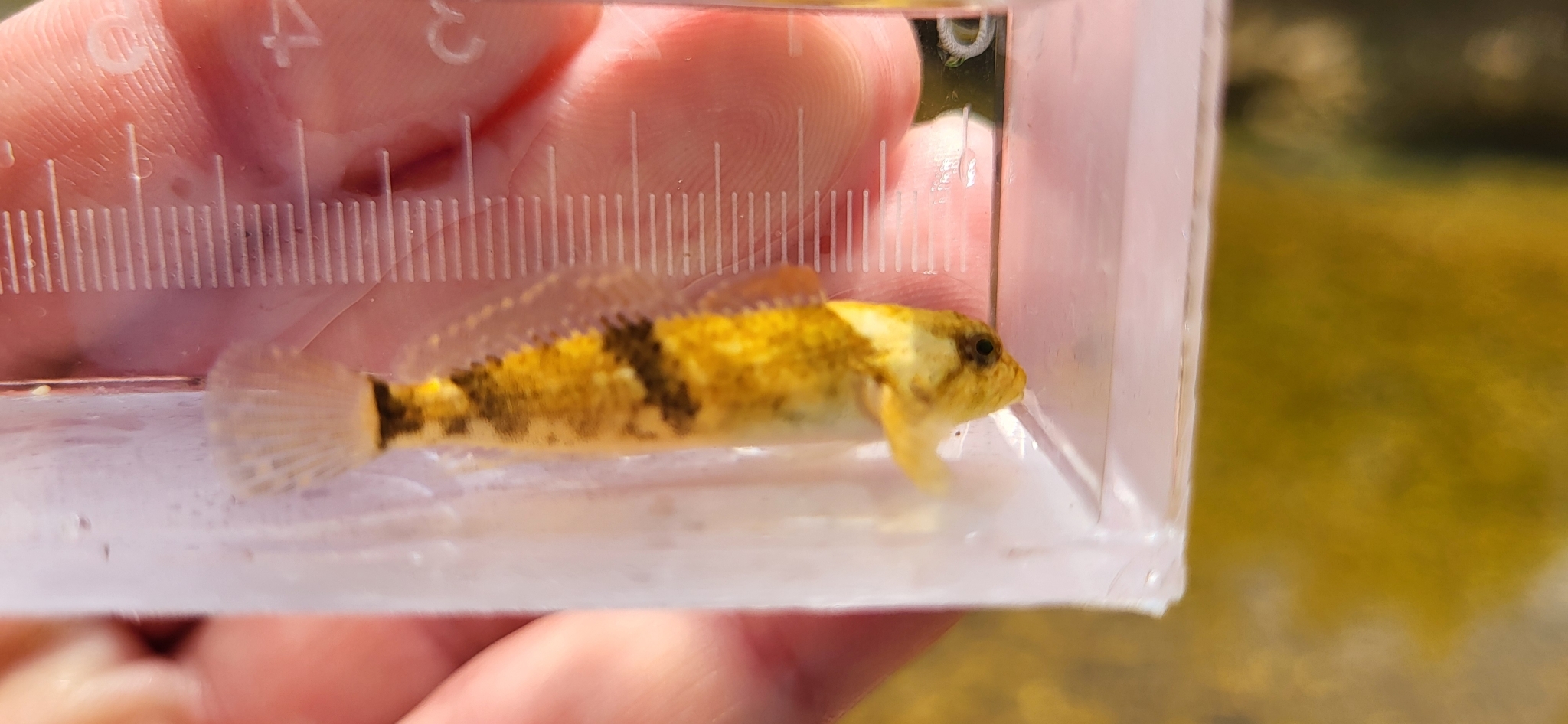Ozark Sculpin photo 6
