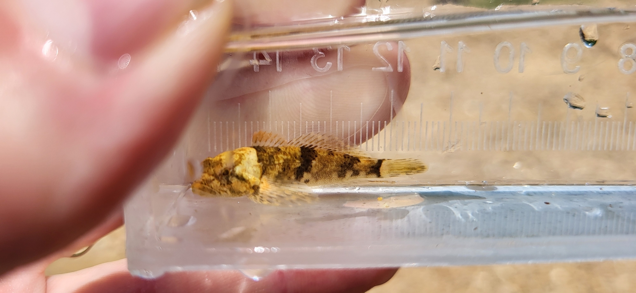 Ozark Sculpin photo 7
