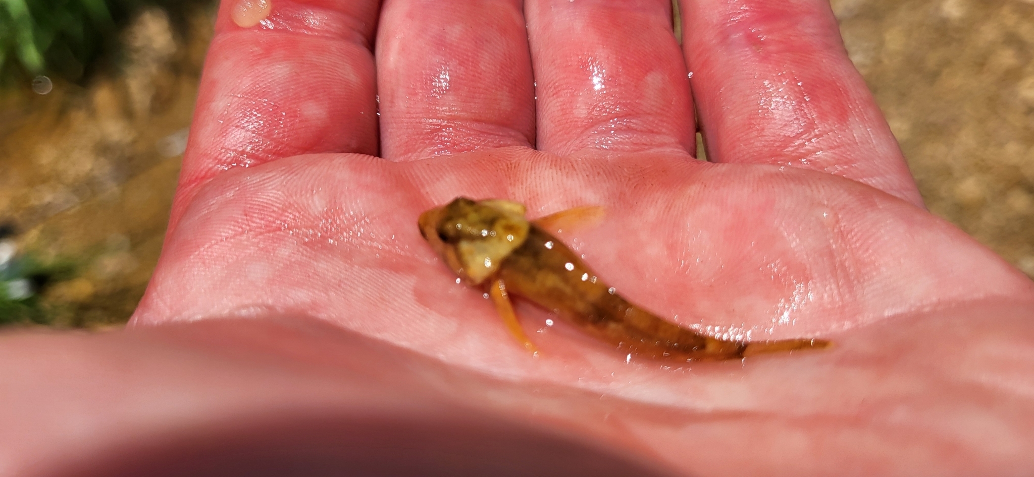 Ozark Sculpin photo 8