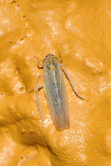 Dalbulus elimatus