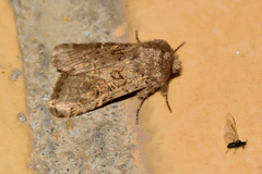 Spodoptera hipparis