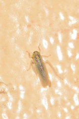 Dalbulus elimatus