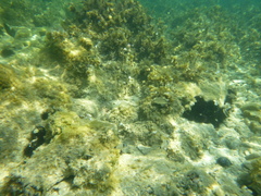 Diplodus