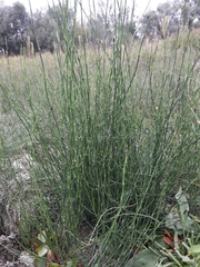Equisetum palustre