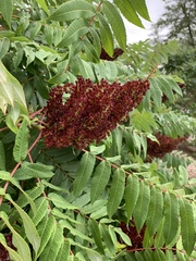 Rhus glabra