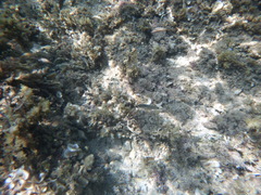 Diplodus