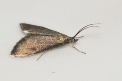 Pyrausta demantrialis