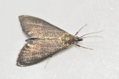 Pyrausta demantrialis