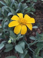 Arnica dealbata