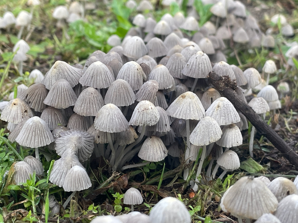 Coprinellus disseminatus · April 2025 · photo: © neomapas (iNaturalist, cc-by)