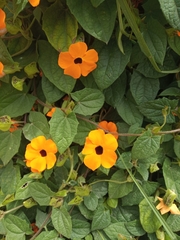 Thunbergia alata