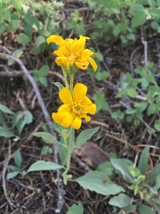 Arnica dealbata