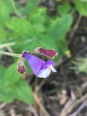 Penstemon personatus