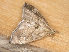 Scybalistodes periculosalis