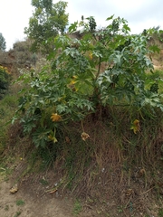 Ricinus communis