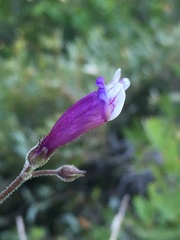 Penstemon personatus